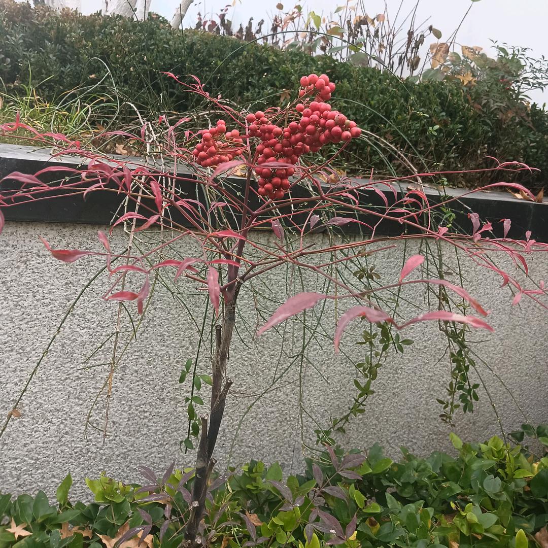 墨染时光《张不冷》