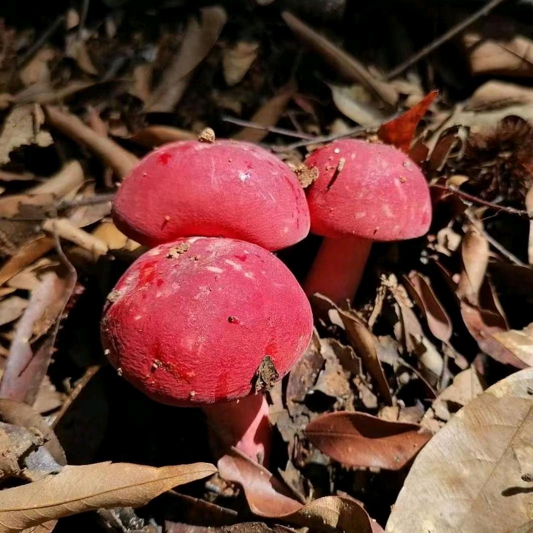 鸿（乡情土产）