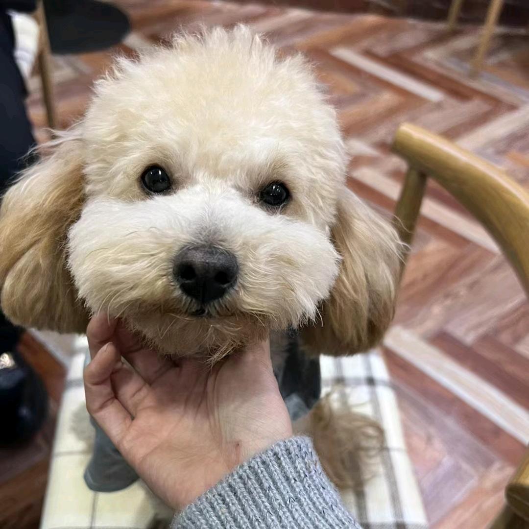 makaoa小太阳（直播哦）