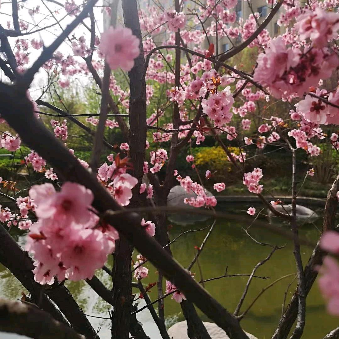 邀来高青听风雨