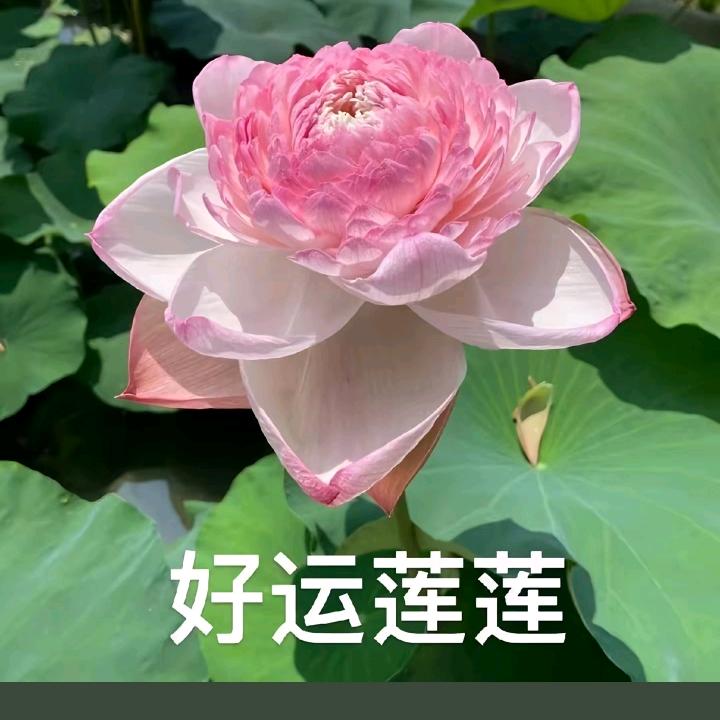 勇梅商贸asvcgq直播号