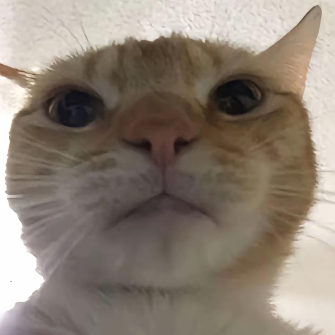 纯情大母猴