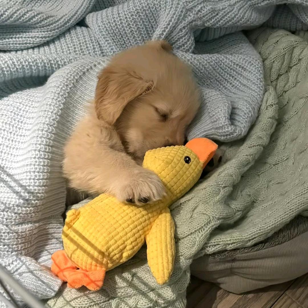 평안
