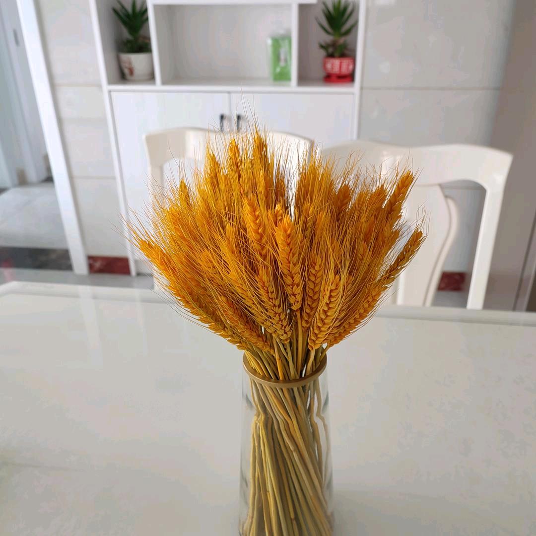 琴琴