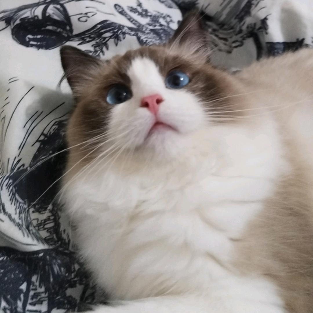 猫老板♡小辉