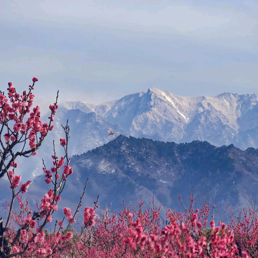 🦋好久不见🐾