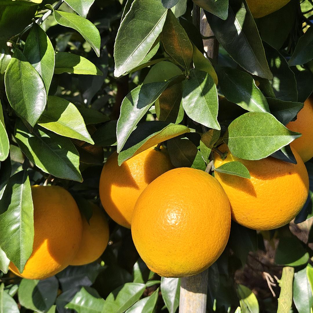 赣南脐橙橙香果园