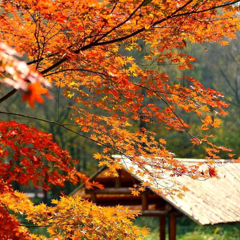 秋枫🍁