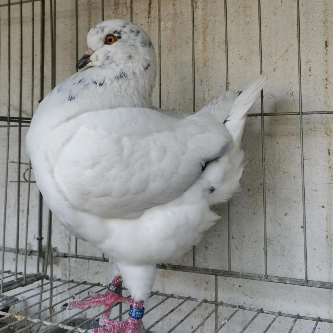 田园种鸽养殖基地