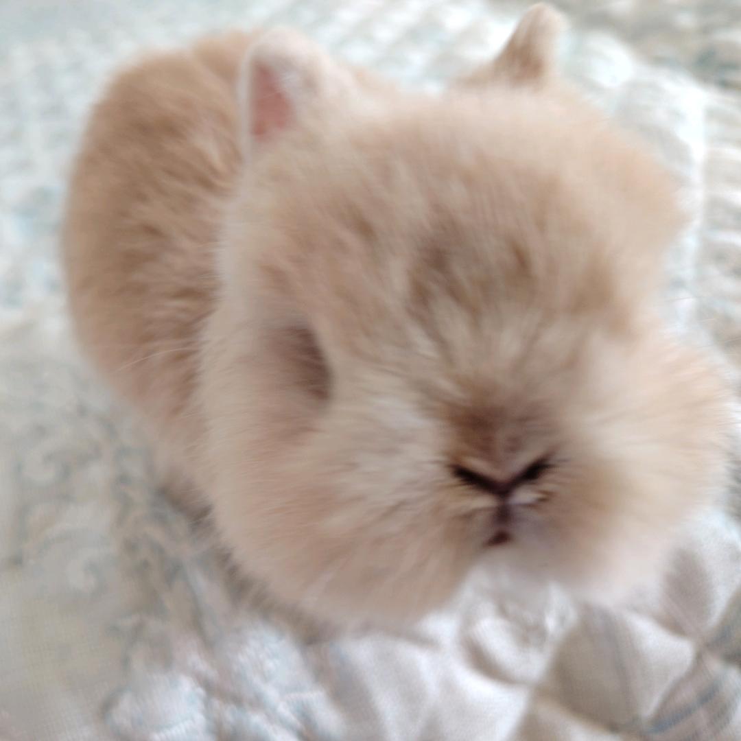 菲菲是只小兔子🐇