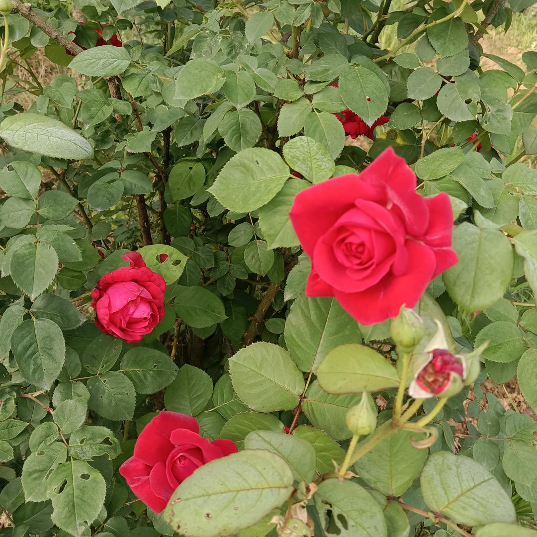 俊杰钓场  (✿ ♡