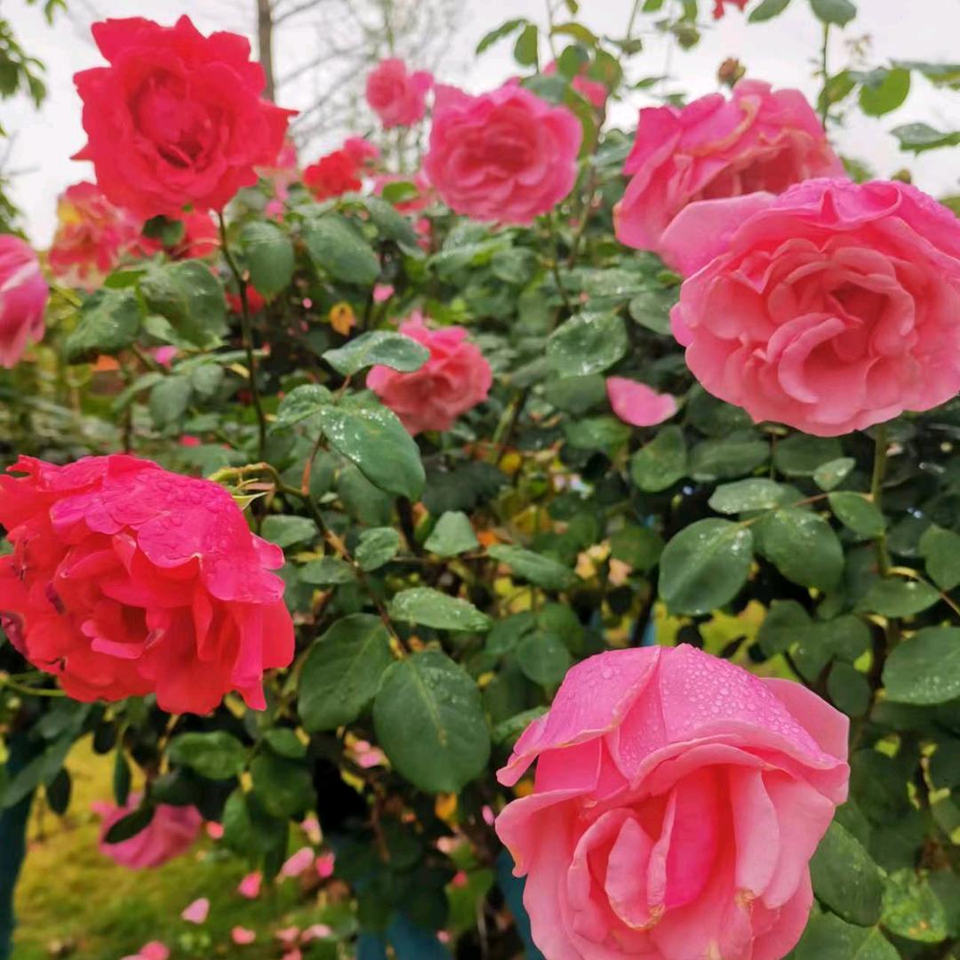 坦然面对，夕阳更红