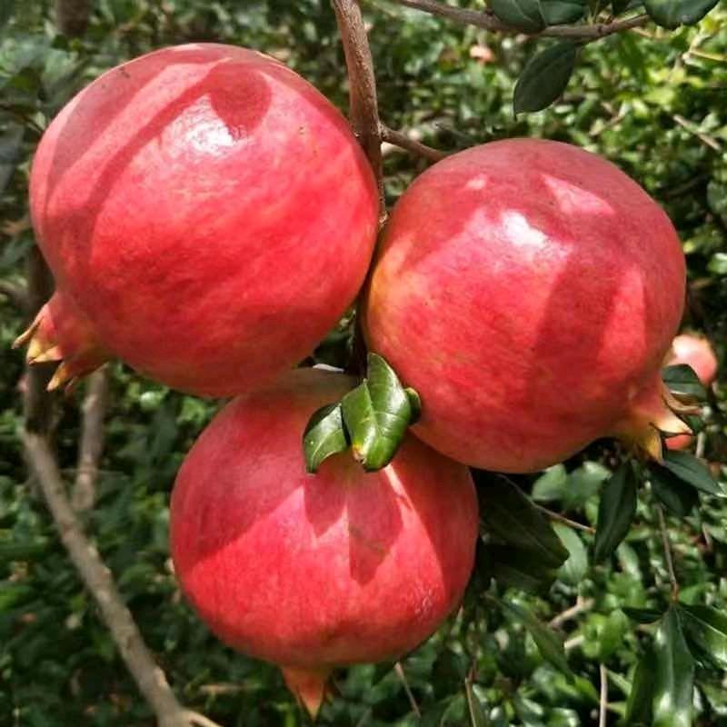 元花梦梅葆果树苗木专卖店