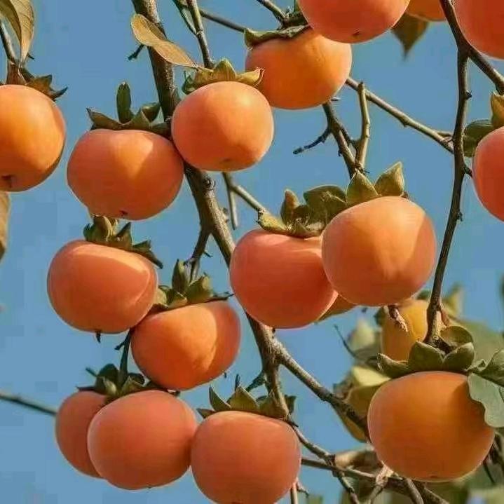 精英专业设计软床沙发刘小姐