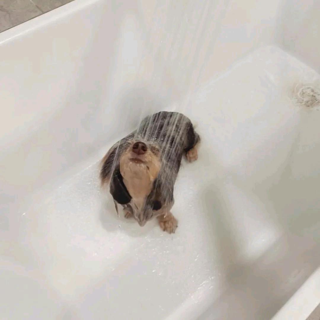 章鱼`