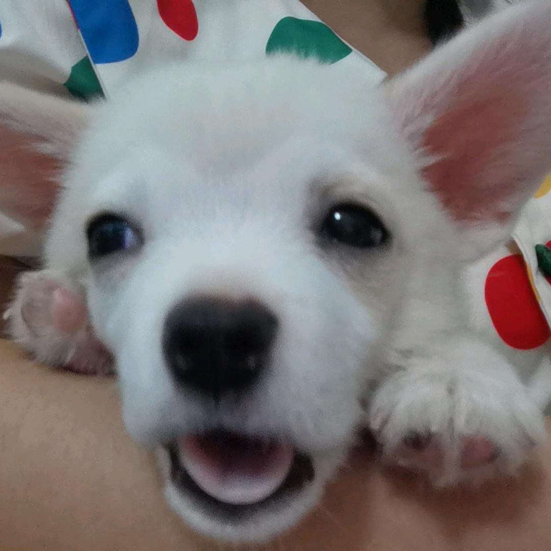 我请你吃脆脆鲨🤗