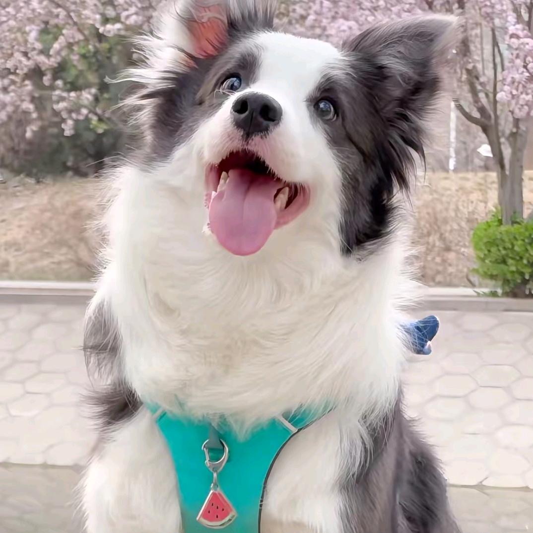 一个不务正业的养狗人