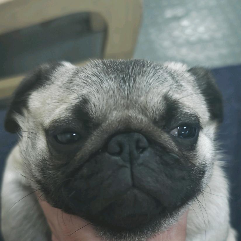 拱白菜的小野猪🍠