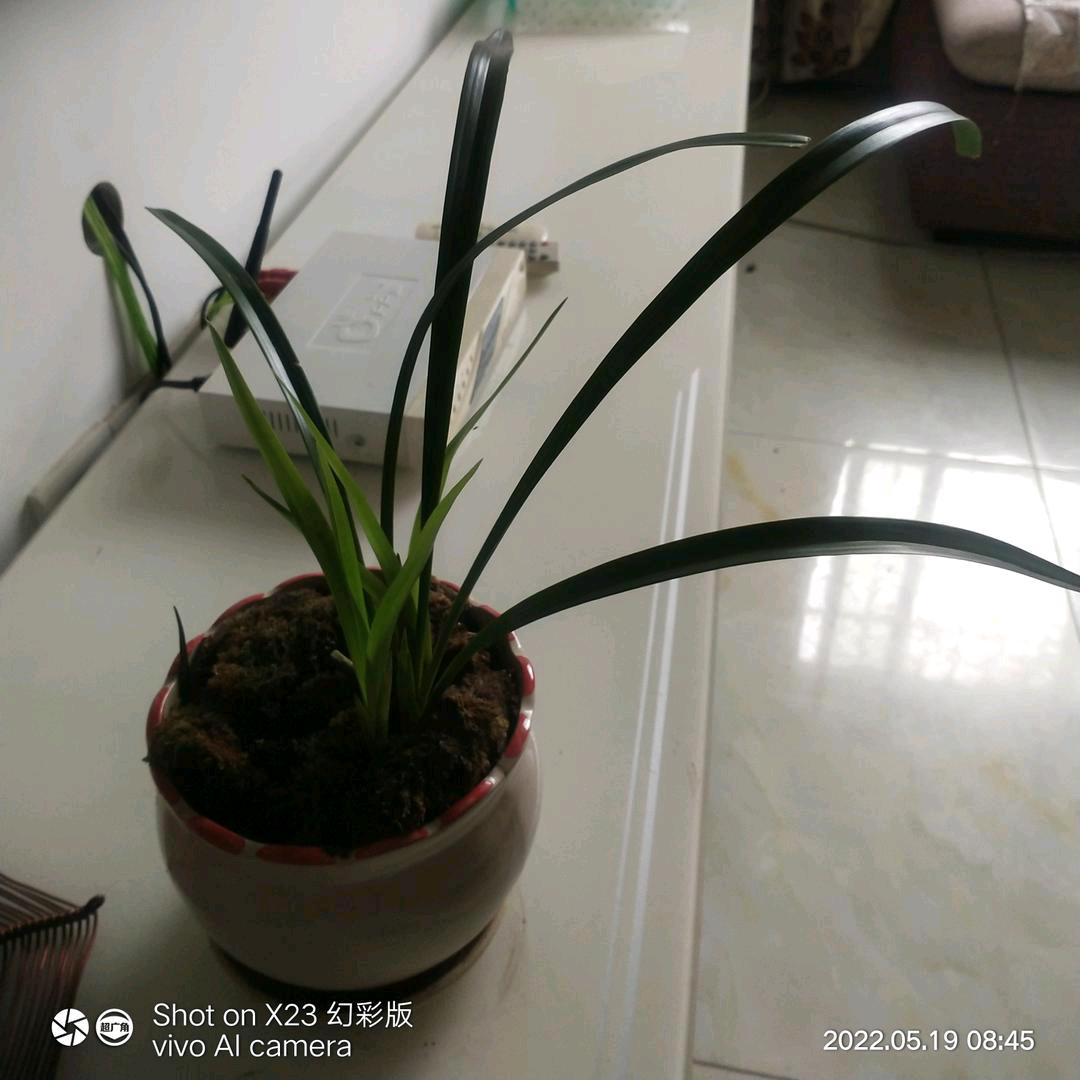 搞野
