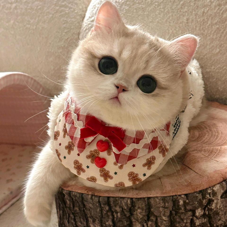 陈陈猫分享