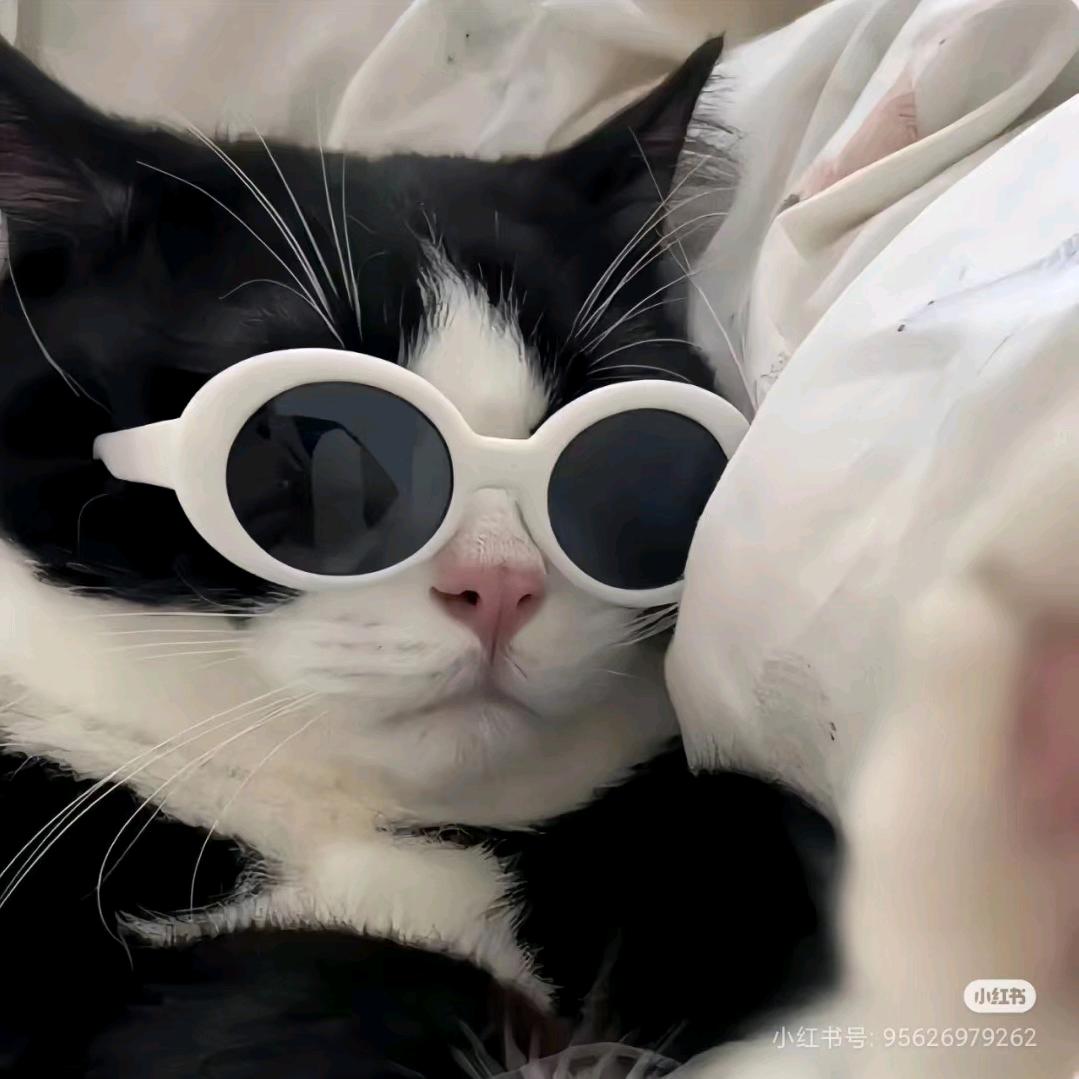 C深海的猫
