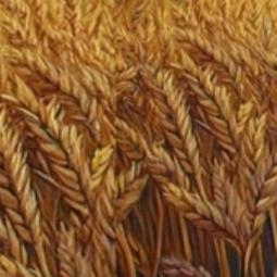 微笑👀( ﹡ˆoˆ﹡ )