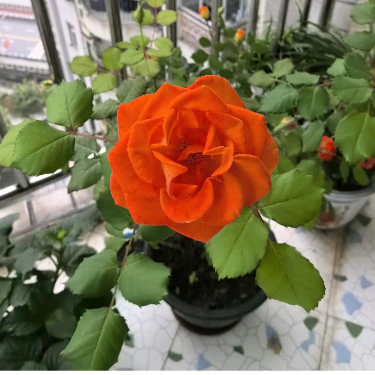 快乐天使小姐姐