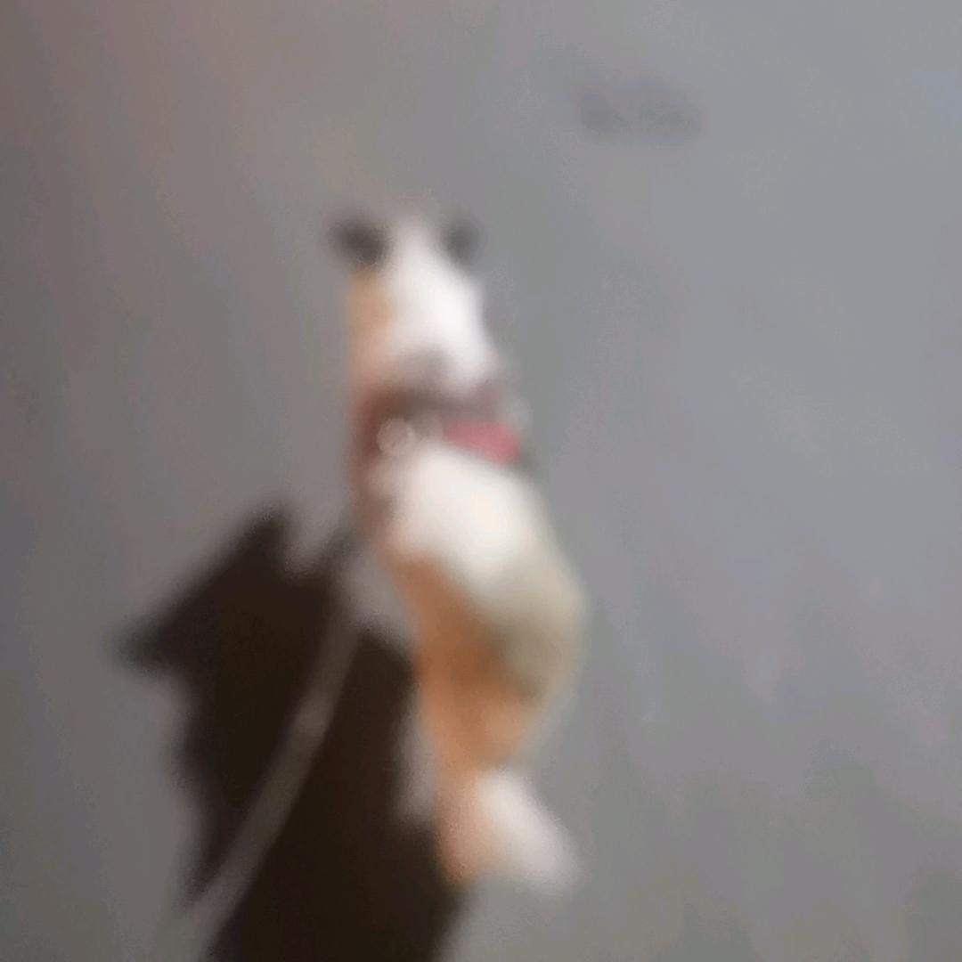 谢美人（男滴不要关注我谢谢）