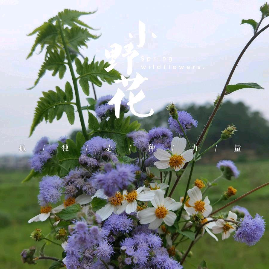 小野花