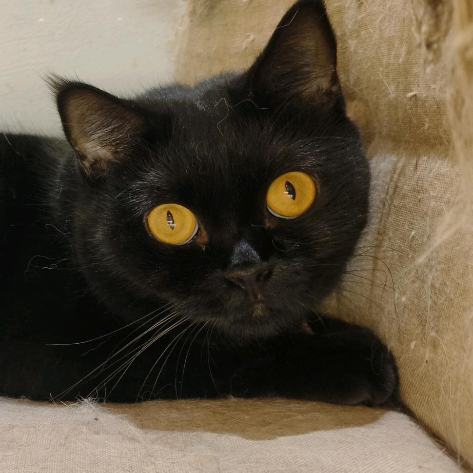 泪(王牌竞速)(接单)