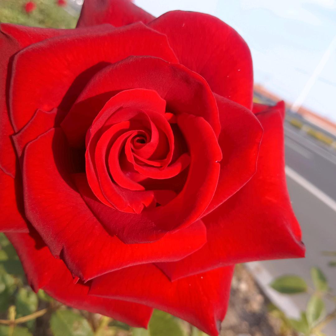 云南拉祜族妹子