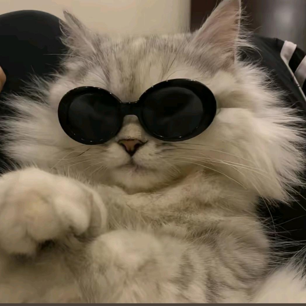 北堂雪的猫