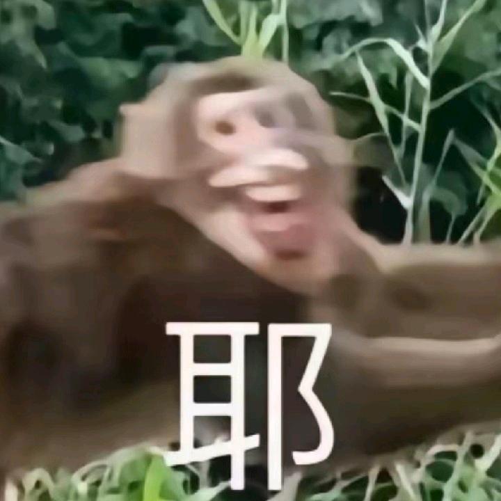 别有风趣的卫衣