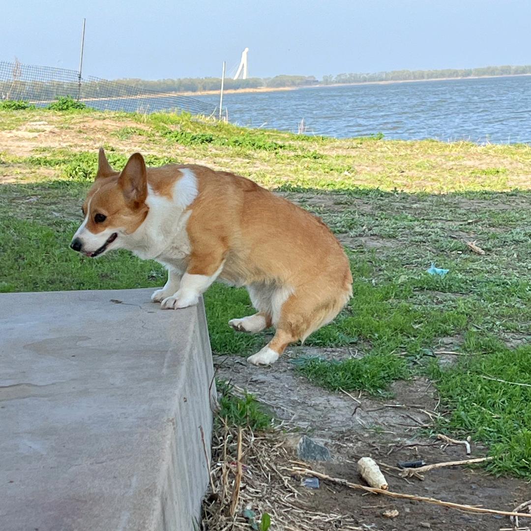 登登来了