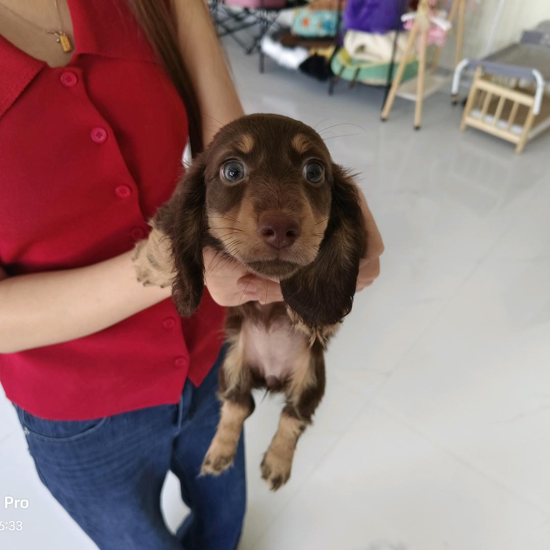 北京倍特双-珊珊