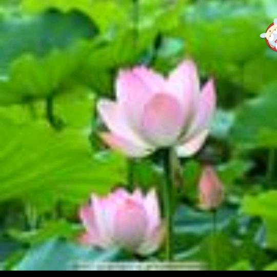 ♥芳芳♥