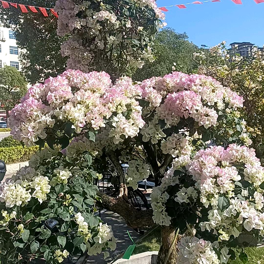龙儿