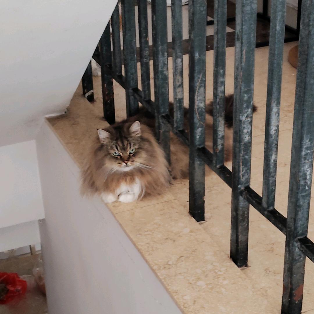 元旦是只猫头像