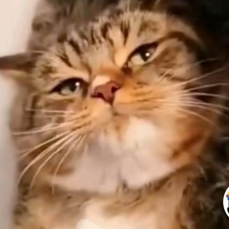 兰猫Skysir头像