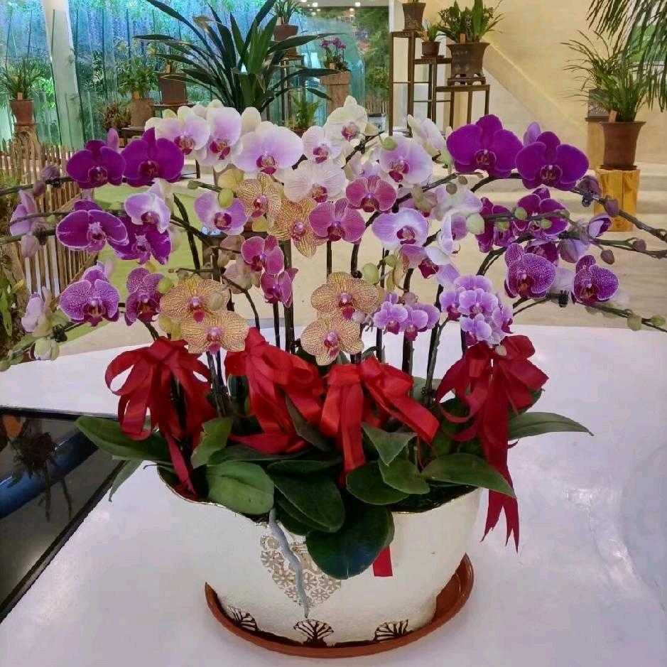 金金妈妈