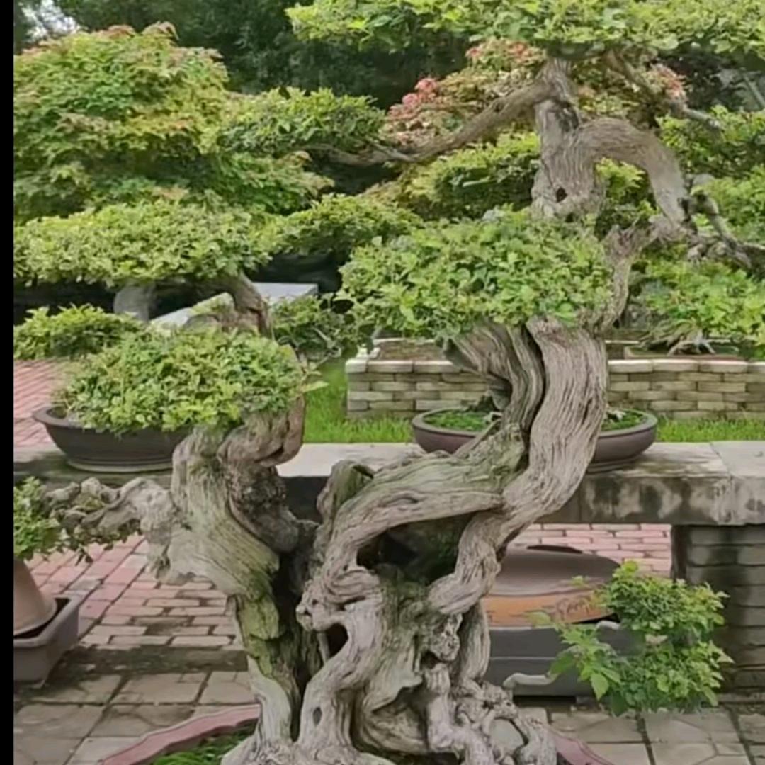 阿靓在乡村