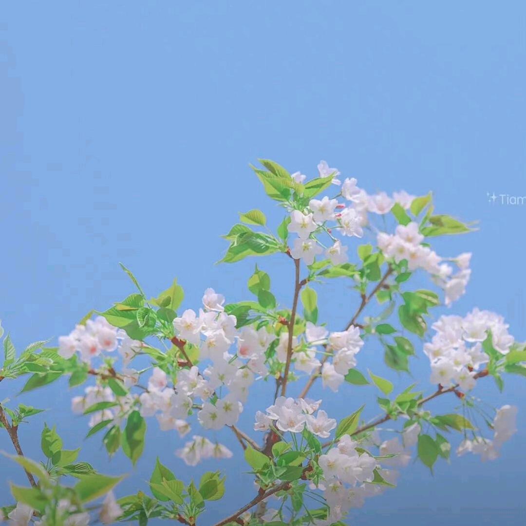 秋秋