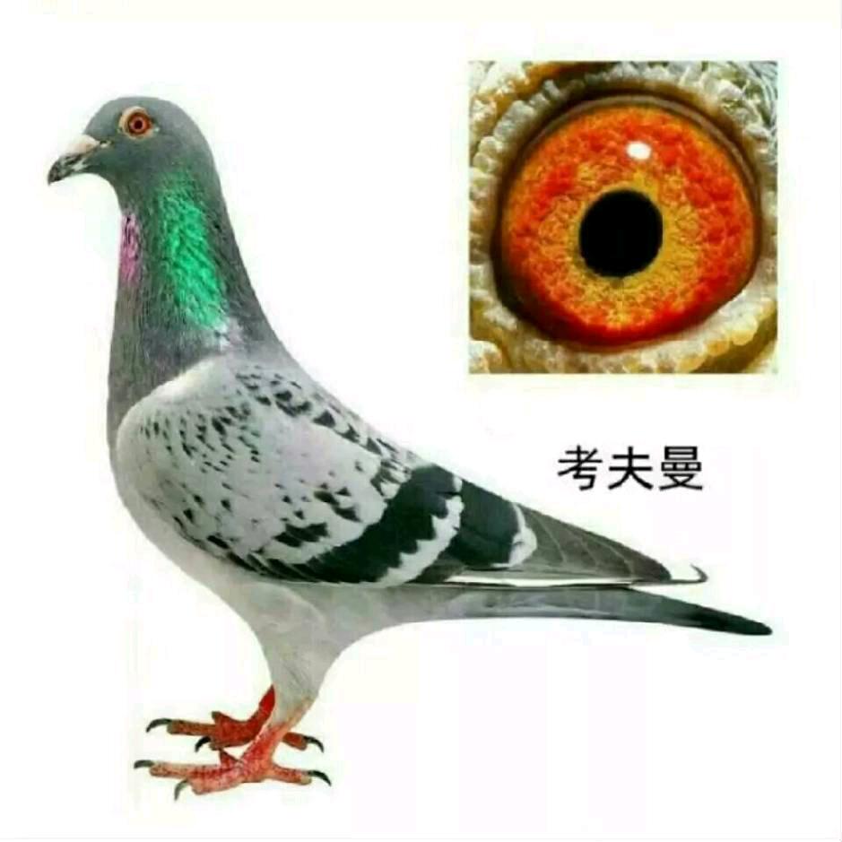 周留臣