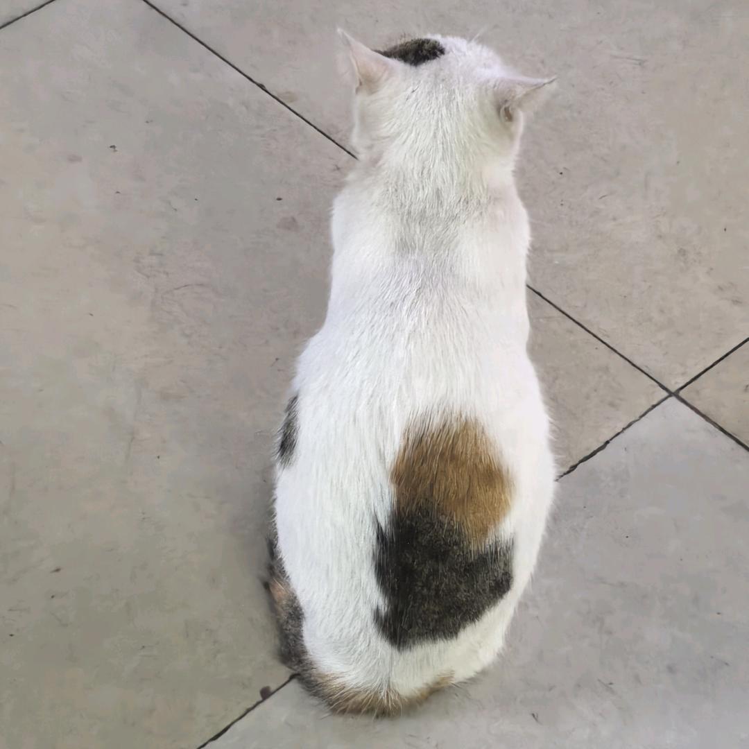 合欢床上梦荆州