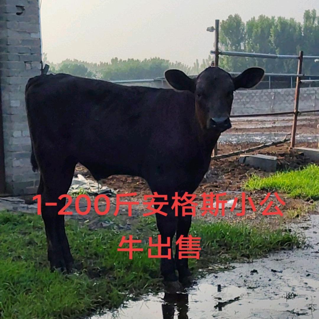 犊牛