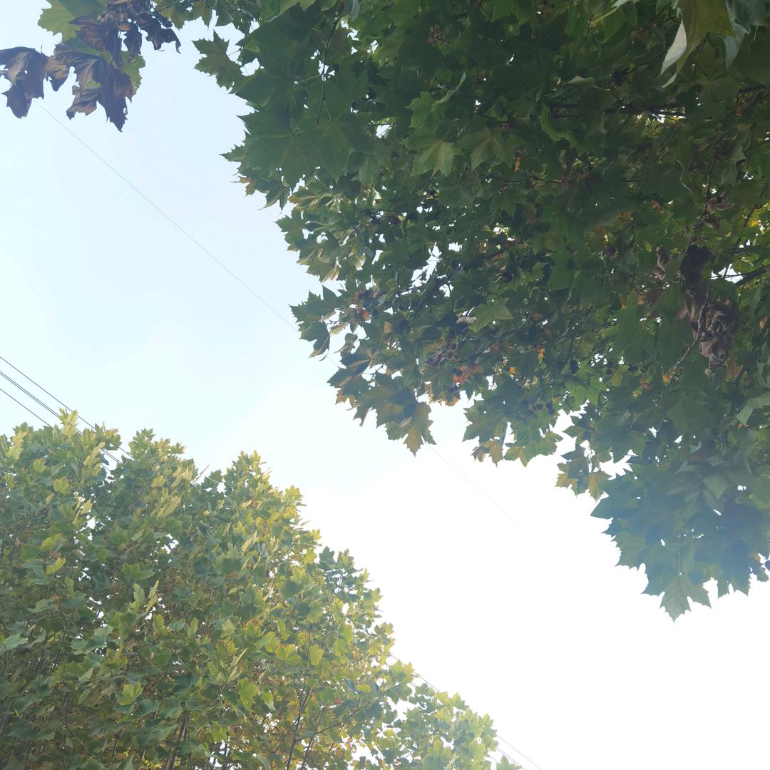 丝丝