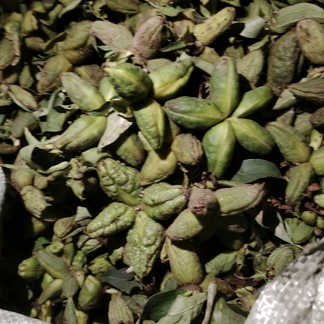 红玫瑰