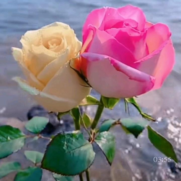 最受欢迎的奴小姐🎀