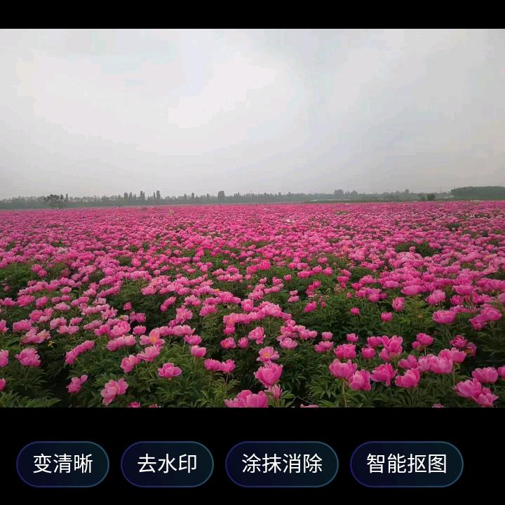 亳芍故里，药才之乡