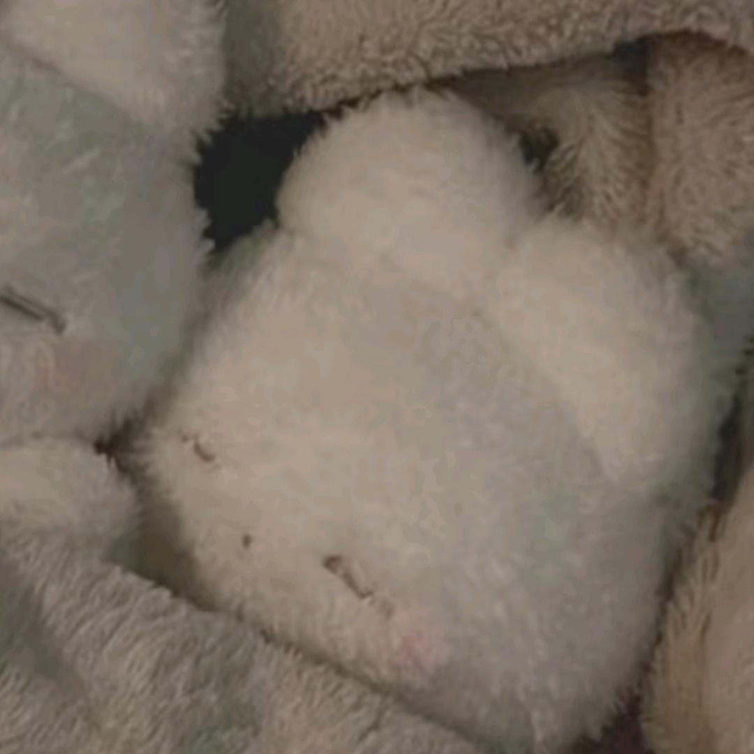 白露（被二木推荐版）